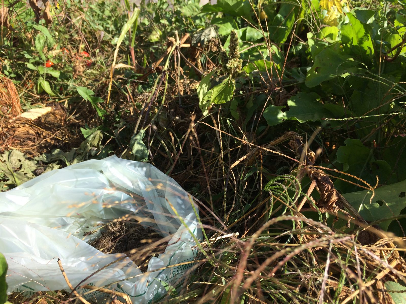 Le plastique compostable ; mythe ou réalité?