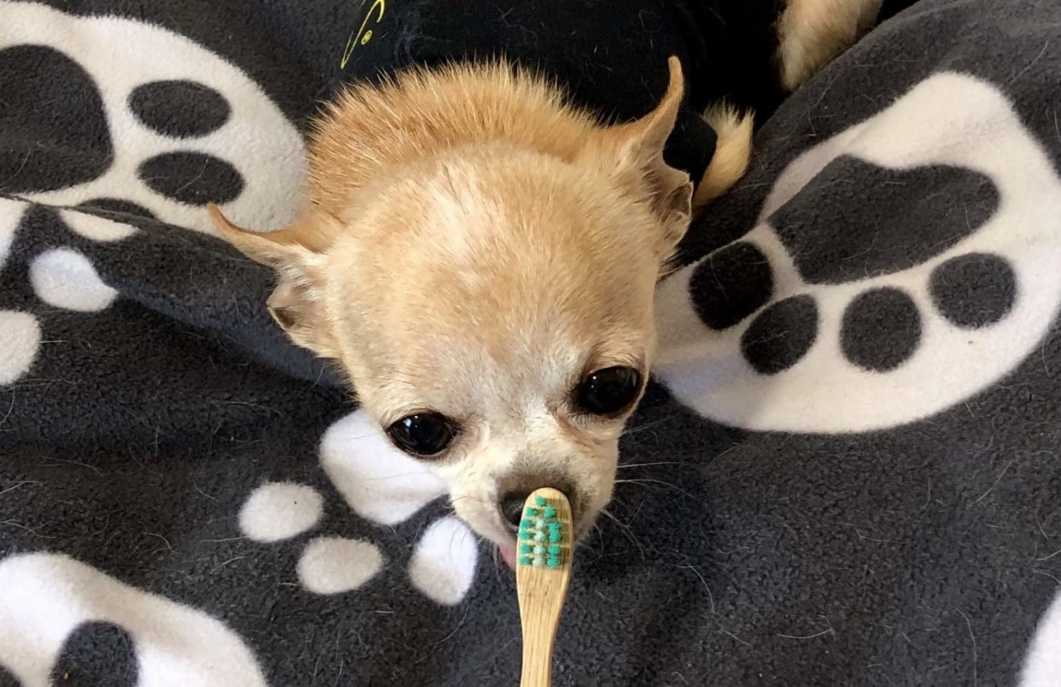 Brosser les dents de votre animal… Aussi important que de brosser les vôtres!